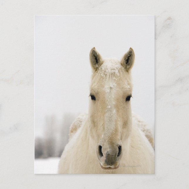Horse with snow on head postcard (Front)