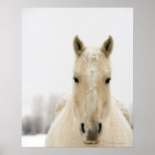 Horse with snow on head poster