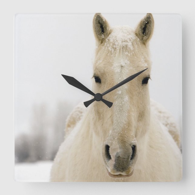 Horse with snow on head square wall clock (Front)