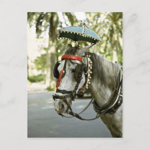 Horse with sunshade, Madrid, Spain Postcard