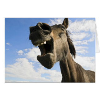 horse yawning