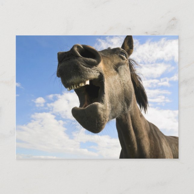 horse yawning postcard (Front)