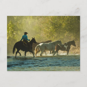 Horseback rider herding horses postcard