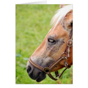 Horsehead 003