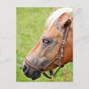 Horsehead 003 postcard
