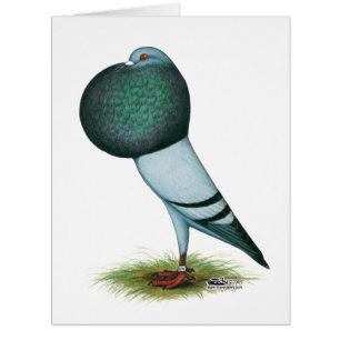 Horseman Pouter Blue
