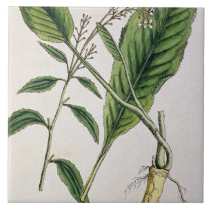 Horseradish, plate 415 from 'A Curious Herbal', pu Ceramic Tile