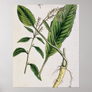 Horseradish, plate 415 from 'A Curious Herbal', pu Poster