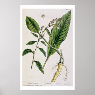 Horseradish, plate 415 from 'A Curious Herbal', pu Poster