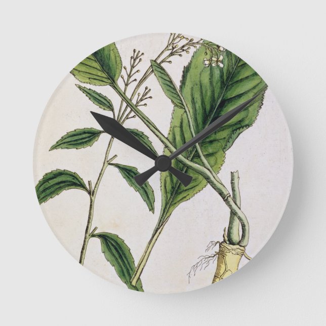 Horseradish, plate 415 from 'A Curious Herbal', pu Round Clock (Front)
