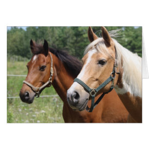 Horses