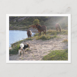 horses and dog postcard