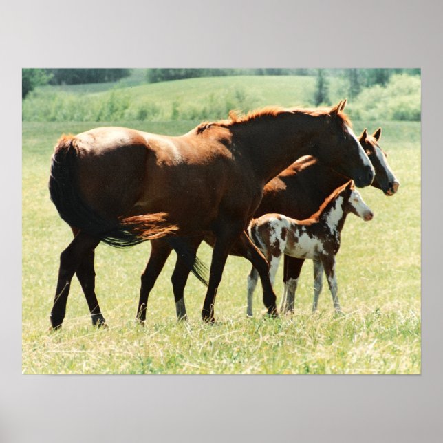 Horses and Foal Picture Poster (Front)