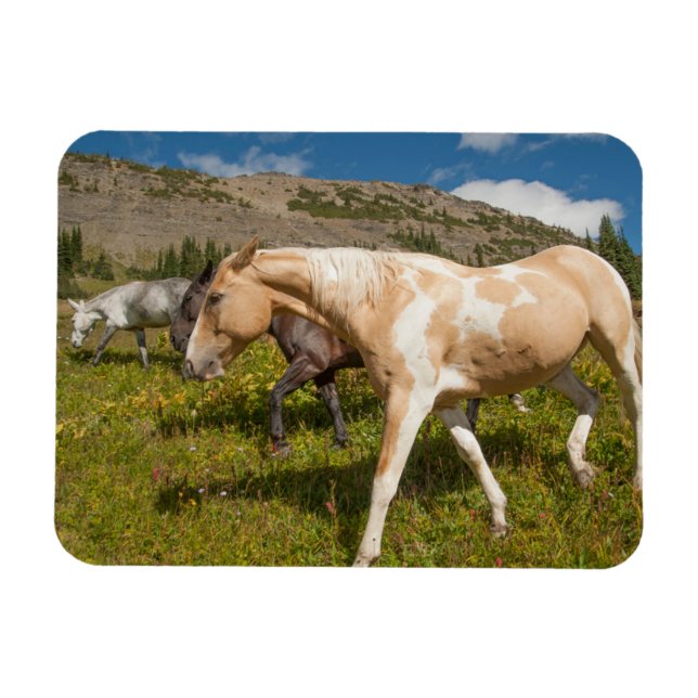 Horses and Mules Magnet (Horizontal)