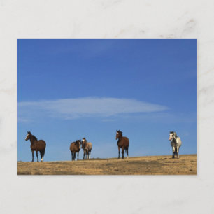 Horses and Sky Postcard