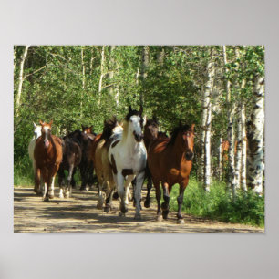 Horses Aspens New Mexico Poster