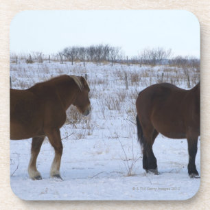 Horses at Cape Kiritappu, Hokkaido Prefecture, Coaster