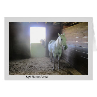 Horses at Rest at Safe Haven Farms