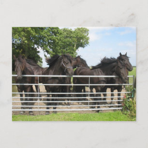 Horses at the Fence Postcard