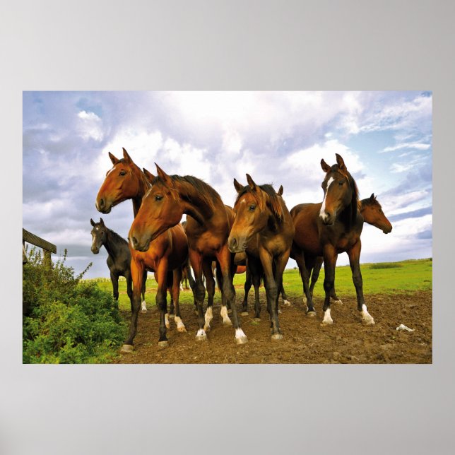 Horses at the field poster (Front)