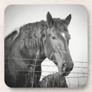 Horses Behind the Fence in Black and White Coaster