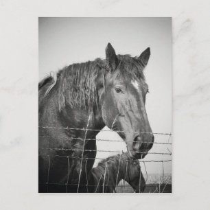 Horses Behind the Fence in Black and White Postcard