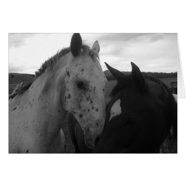 Horses - Colorado Beauties (Front Horizontal)