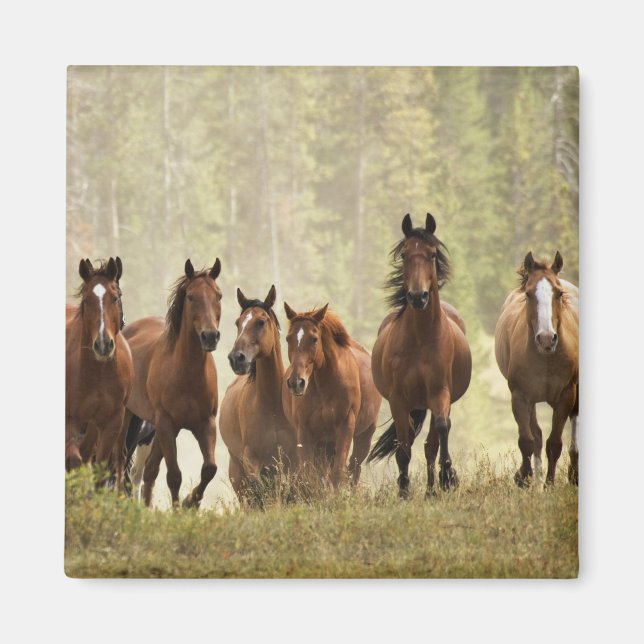 Horses cresting small hill during roundup magnet (Front)