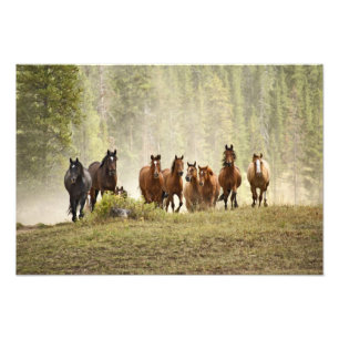 Horses cresting small hill during roundup, photo print