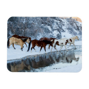 Horses Crossing the Creek Magnet