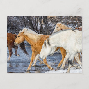 Horses Crossing the Stream Postcard