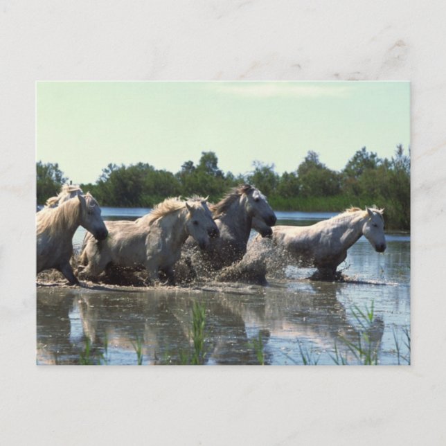 Horses Crossing Water Postcard (Front)