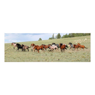 Horses Enjoying the Wide Open West Photo Print