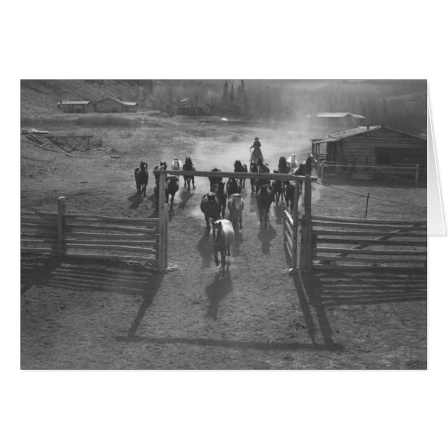 Horses entering a corral (Front Horizontal)