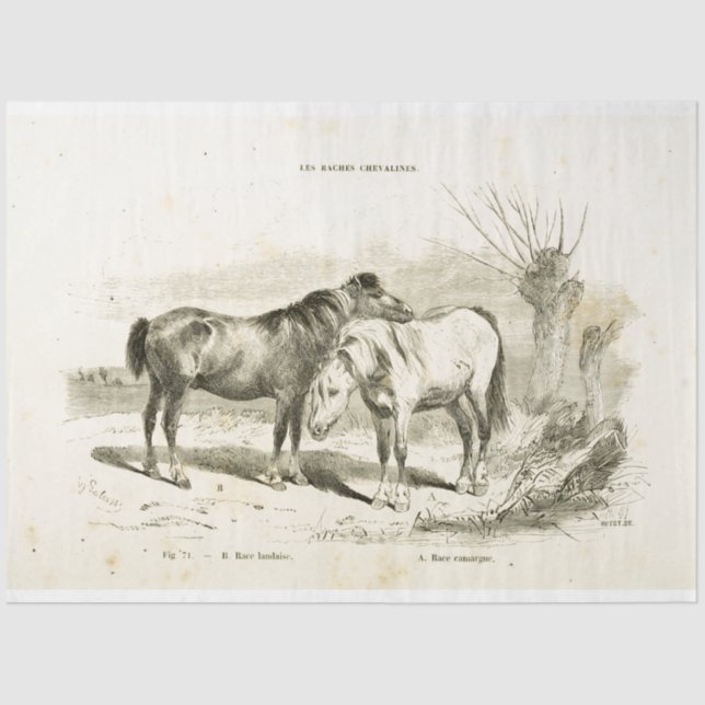 Horses Ephemera Decoupage Vintage French Tissue Paper (Front)