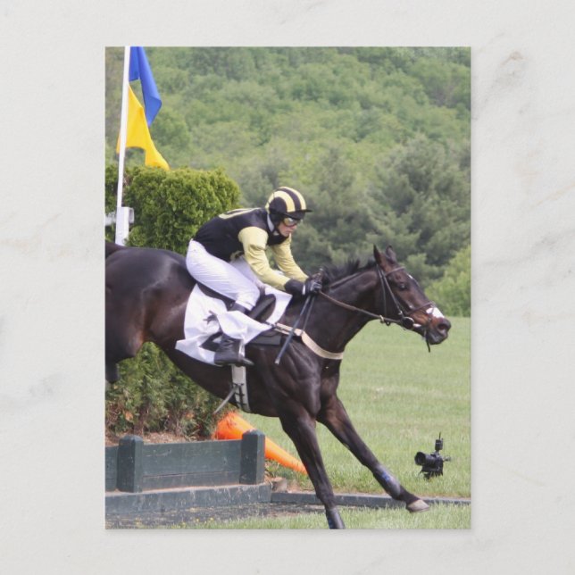 Horses Eventing  Postcard (Front)