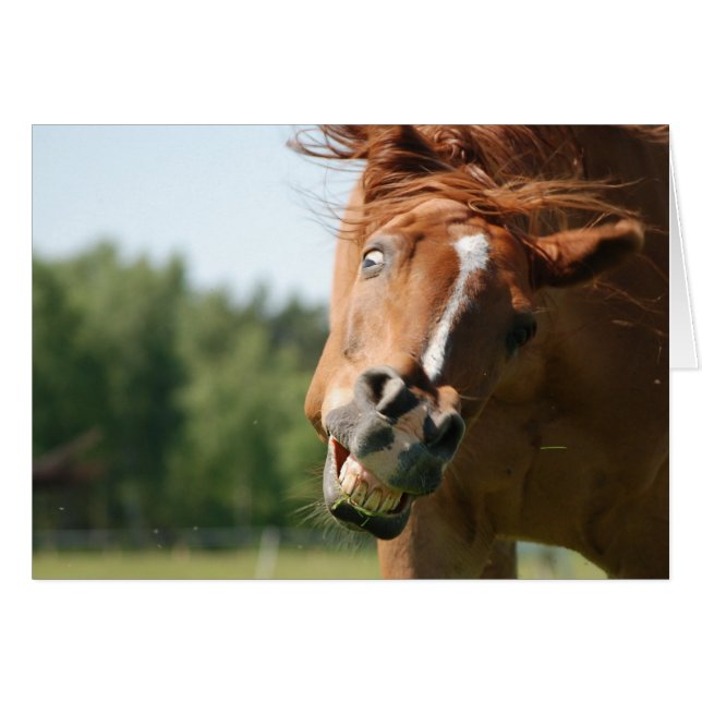 Horse's Funny Face Captured (Front Horizontal)