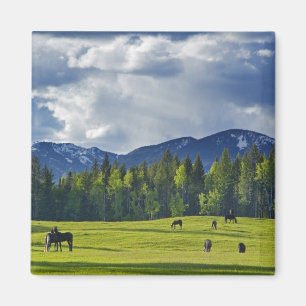 Horses graze in pasture near Whitefish, Magnet