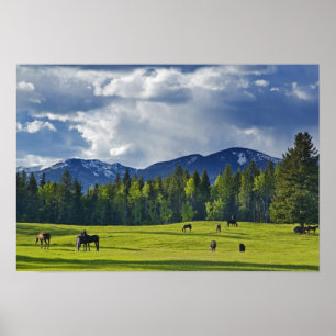 Horses graze in pasture near Whitefish, Poster
