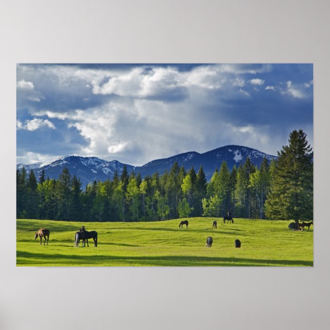 Horses graze in pasture near Whitefish, Poster (Front)