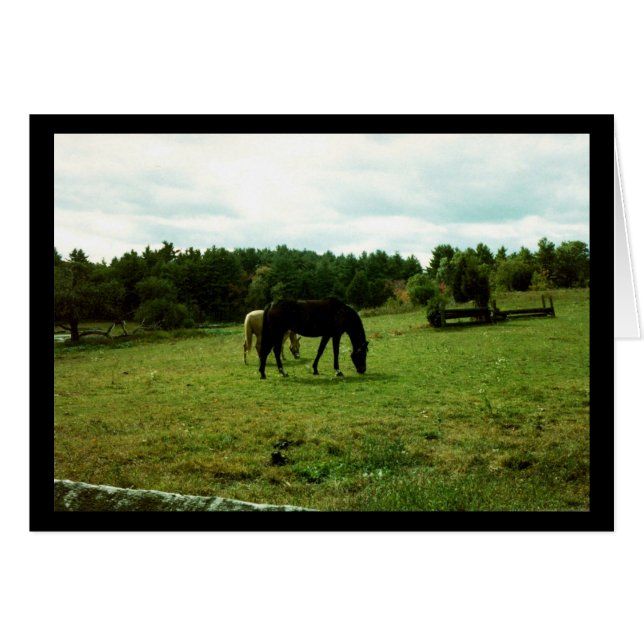 Horses Grazing (Front Horizontal)