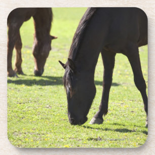 Horses grazing 2 coaster
