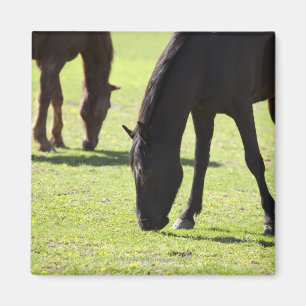 Horses grazing 2 magnet