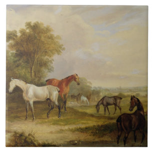Horses Grazing: A Grey Stallion grazing with Mares Ceramic Tile