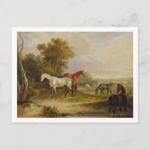 Horses Grazing: A Grey Stallion grazing with Mares Postcard