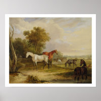 Horses Grazing: A Grey Stallion grazing with Mares