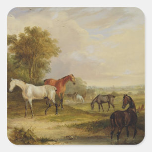 Horses Grazing: A Grey Stallion grazing with Mares Square Sticker