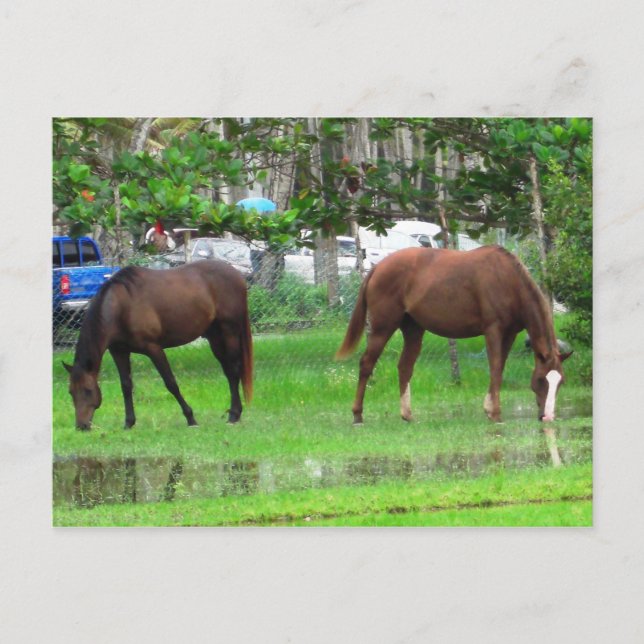Horses Grazing in Icacos, South Trinidad Postcard (Front)