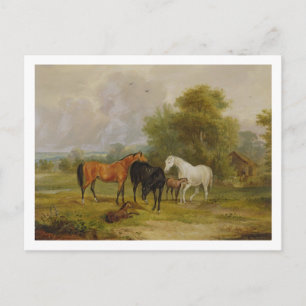 Horses Grazing: Mares and Foals in a Field (oil on Postcard