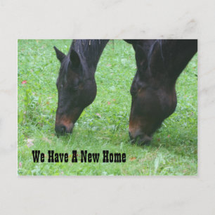 Horses Grazing New Address Nature Announcement Postcard